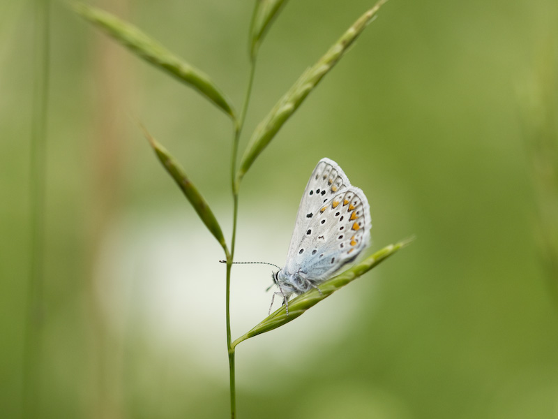 Polyommatus sp.